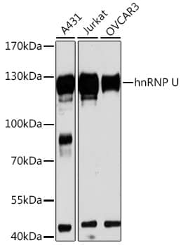 Western Blot: hnRNP U Antibody [NBP3-38059] - Western blot analysis of various lysates using hnRNP U Rabbit pAb at 1:3000 dilution.Secondary antibody: HRP-conjugated Goat anti-Rabbit IgG (H+L) at 1:10000 dilution.Lysates/proteins: 25ug per lane.Blocking buffer: 3% nonfat dry milk in TBST.Detection: ECL Basic Kit.Exposure time: 90s.