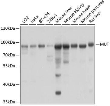Western Blot: Methylmalonyl Coenzyme A mutase Antibody [NBP3-38063] - Western blot analysis of various lysates using Methylmalonyl Coenzyme A mutase Rabbit pAb at 1:1000 dilution.Secondary antibody: HRP-conjugated Goat anti-Rabbit IgG (H+L) at 1:10000 dilution.Lysates/proteins: 25ug per lane.Blocking buffer: 3% nonfat dry milk in TBST.Detection: ECL Basic Kit.Exposure time: 3s.