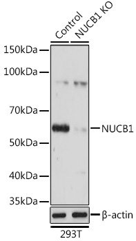 <b>Genetic Strategies Validation. </b>Western Blot: Nucleobindin 1 Antibody [NBP3-38066] - Western Blot analysis of lysates from wild type (WT) and Nucleobindin 1 knockout (KO) 293T cells, using [KO Validated] Nucleobindin 1 Rabbit pAb at 1:3000 dilution.Secondary antibody: HRP Goat Anti-Rabbit IgG (H+L) at 1:10000 dilution.Lysates/proteins: 25ug per lane.Blocking buffer: 3% nonfat dry milk in TBST.Detection: ECL Basic Kit.Exposure time: 3s.