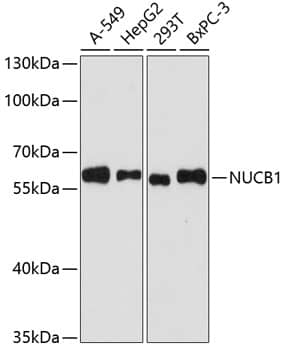 Western Blot: Nucleobindin 1 Antibody [NBP3-38066] - Western blot analysis of various lysates using [KO Validated] Nucleobindin 1 Rabbit pAb at 1:3000 dilution.Secondary antibody: HRP-conjugated Goat anti-Rabbit IgG (H+L) at 1:10000 dilution.Lysates/proteins: 25ug per lane.Blocking buffer: 3% nonfat dry milk in TBST.Detection: ECL Basic Kit.Exposure time: 90s.