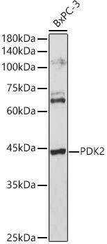 Western Blot: PDK2 Antibody [NBP3-38067] - Western blot analysis of lysates from BxPC-3 cells, using PDK2 Rabbit pAb at 1:3000 dilution.Secondary antibody: HRP-conjugated Goat anti-Rabbit IgG (H+L) at 1:10000 dilution.Lysates/proteins: 25ug per lane.Blocking buffer: 3% nonfat dry milk in TBST.Detection: ECL Basic Kit.Exposure time: 180s.