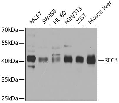 Western Blot: RFC3 Antibody [NBP3-38073] - Western blot analysis of various lysates using RFC3 Rabbit pAb at 1:1000 dilution.Secondary antibody: HRP-conjugated Goat anti-Rabbit IgG (H+L) at 1:10000 dilution.Lysates/proteins: 25ug per lane.Blocking buffer: 3% nonfat dry milk in TBST.Detection: ECL Basic Kit.Exposure time: 5s.