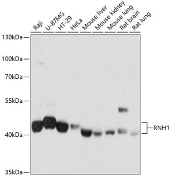 Western Blot: Ribonuclease Inhibitor Antibody [NBP3-38074] - Western blot analysis of various lysates using Ribonuclease Inhibitor Rabbit pAb at 1:1000 dilution.Secondary antibody: HRP-conjugated Goat anti-Rabbit IgG (H+L) at 1:10000 dilution.Lysates/proteins: 25ug per lane.Blocking buffer: 3% nonfat dry milk in TBST.Detection: ECL Basic Kit.Exposure time: 1s.