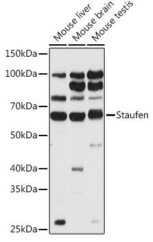 Western Blot: Staufen Antibody [NBP3-38076] - Western blot analysis of various lysates using Staufen Rabbit pAb at 1:500 dilution.Secondary antibody: HRP-conjugated Goat anti-Rabbit IgG (H+L) at 1:10000 dilution.Lysates/proteins: 25ug per lane.Blocking buffer: 3% nonfat dry milk in TBST.Detection: ECL Basic Kit.Exposure time: 30s.