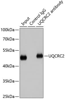 Immunoprecipitation: UQCRC2 Antibody [NBP3-38078] - Immunoprecipitation analysis of 200 ug extracts of HepG2 cells using UQCRC2 antibody. Western blot was performed from the immunoprecipitate using UQCRC2 antibody at a dilution of 1:1000.