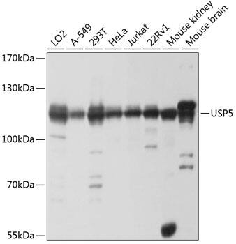 Western Blot Isopeptidase T/USP5 Antibody - BSA Free