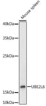 Western Blot: UbcH8/Ube2L6 Antibody [NBP3-38084] - Western blot analysis of lysates from Mouse spleen, using UbcH8/Ube2L6 Rabbit pAb at 1:1000 dilution.Secondary antibody: HRP-conjugated Goat anti-Rabbit IgG (H+L) at 1:10000 dilution.Lysates/proteins: 25ug per lane.Blocking buffer: 3% nonfat dry milk in TBST.Detection: ECL Basic Kit.Exposure time: 5s.