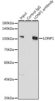 Immunoprecipitation: LONP1 Antibody [NBP3-38085] - Immunoprecipitation analysis of 300 ug extracts of A-549 cells using 3 ug LONP1 antibody. Western blot was performed from the immunoprecipitate using LONP1 at a dilution of 1:1000.