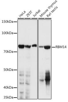 Western Blot: RBM14 Antibody [NBP3-38092] - Western blot analysis of various lysates using RBM14 Rabbit pAb at 1:1000 dilution.Secondary antibody: HRP-conjugated Goat anti-Rabbit IgG (H+L) at 1:10000 dilution.Lysates/proteins: 25ug per lane.Blocking buffer: 3% nonfat dry milk in TBST.Detection: ECL Basic Kit.Exposure time: 3s.