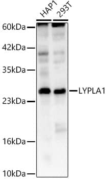 Western Blot: LYPLA1 Antibody [NBP3-38093] - Western Blot analysis of various lysates using LYPLA1 Rabbit pAb at 1:1000 dilution. Secondary antibody: HRP-conjugated Goat anti-Rabbit IgG (H+L) at 1:10000 dilution. Lysates / proteins: 25 ug per lane. Blocking buffer: 3 % nonfat dry milk in TBST. Detection: ECL Basic Kit. Exposure time: 90s.