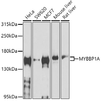 Western Blot: MYBBP1A Antibody [NBP3-38094] - Western blot analysis of various lysates using MYBBP1A Rabbit pAb at 1:1000 dilution.Secondary antibody: HRP-conjugated Goat anti-Rabbit IgG (H+L) at 1:10000 dilution.Lysates/proteins: 25ug per lane.Blocking buffer: 3% nonfat dry milk in TBST.Detection: ECL Basic Kit.Exposure time: 60s.
