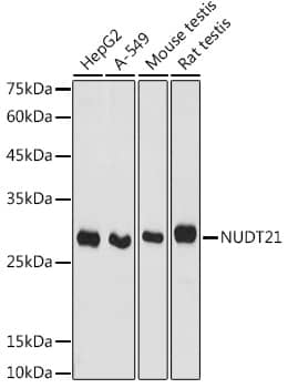 Western Blot: NUDT21 Antibody [NBP3-38098] - Western blot analysis of various lysates using NUDT21 Rabbit pAb at 1:1000 dilution.Secondary antibody: HRP-conjugated Goat anti-Rabbit IgG (H+L) at 1:10000 dilution.Lysates/proteins: 25ug per lane.Blocking buffer: 3% nonfat dry milk in TBST.Detection: ECL Basic Kit.Exposure time: 30s.