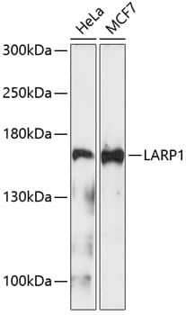 Western Blot: LARP1 Antibody [NBP3-38102] - Western blot analysis of various lysates using LARP1 Rabbit pAb at 1:1000 dilution.Secondary antibody: HRP-conjugated Goat anti-Rabbit IgG (H+L) at 1:10000 dilution.Lysates/proteins: 25ug per lane.Blocking buffer: 3% nonfat dry milk in TBST.Detection: ECL Enhanced Kit.Exposure time: 90s.