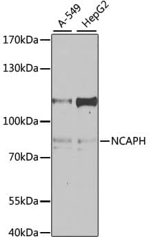 Western Blot: NCAPH Antibody [NBP3-38103] - Western blot analysis of various lysates using NCAPH Rabbit pAb at 1:1000 dilution.Secondary antibody: HRP-conjugated Goat anti-Rabbit IgG (H+L) at 1:10000 dilution.Lysates/proteins: 25ug per lane.Blocking buffer: 3% nonfat dry milk in TBST.Detection: ECL Enhanced Kit.Exposure time: 60s.