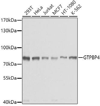 Western Blot GTPBP4 Antibody