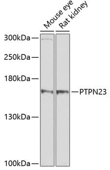 Western Blot PTPN23 Antibody