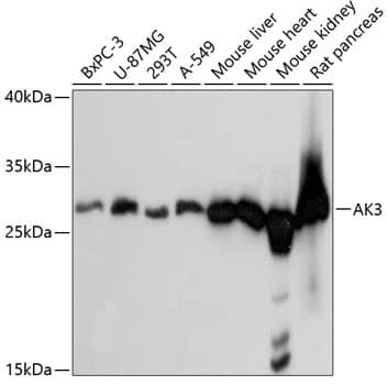 Western Blot: AK3 Antibody [NBP3-38109] - Western blot analysis of various lysates using AK3 Rabbit pAb at 1:3000 dilution.Secondary antibody: HRP-conjugated Goat anti-Rabbit IgG (H+L) at 1:10000 dilution.Lysates/proteins: 25ug per lane.Blocking buffer: 3% nonfat dry milk in TBST.Detection: ECL Basic Kit.Exposure time: 1s.
