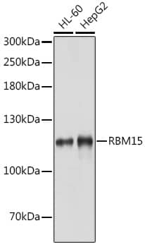 Western Blot: RBM15 Antibody [NBP3-38118] - Western blot analysis of various lysates using RBM15 Rabbit pAb at 1:1000 dilution.Secondary antibody: HRP-conjugated Goat anti-Rabbit IgG (H+L) at 1:10000 dilution.Lysates/proteins: 25ug per lane.Blocking buffer: 3% nonfat dry milk in TBST.Detection: ECL Basic Kit.Exposure time: 10s.