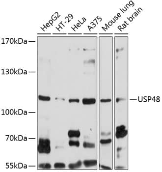 Western Blot: USP48 Antibody [NBP3-38119] - Western blot analysis of various lysates using USP48 Rabbit pAb at 1:1000 dilution.Secondary antibody: HRP-conjugated Goat anti-Rabbit IgG (H+L) at 1:10000 dilution.Lysates/proteins: 25ug per lane.Blocking buffer: 3% nonfat dry milk in TBST.Detection: ECL Basic Kit.Exposure time: 10s.
