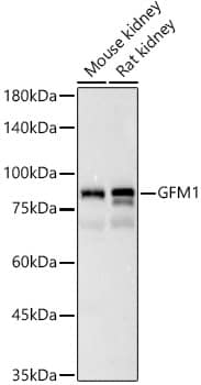 Western Blot: GFM1 Antibody [NBP3-38121] - Western blot analysis of various lysates, using GFM1 Rabbit pAb at 1:3000 dilution.Secondary antibody: HRP-conjugated Goat anti-Rabbit IgG (H+L) at 1:10000 dilution.Lysates/proteins: 25ug per lane.Blocking buffer: 3% nonfat dry milk in TBST.Detection: ECL Basic Kit.Exposure time: 45s.