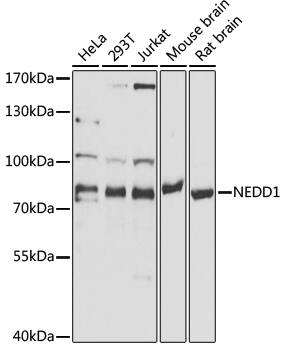 Western Blot: NEDD1 Antibody [NBP3-38124] - Western blot analysis of various lysates using NEDD1 Rabbit pAb at 1:1000 dilution.Secondary antibody: HRP-conjugated Goat anti-Rabbit IgG (H+L) at 1:10000 dilution.Lysates/proteins: 25ug per lane.Blocking buffer: 3% nonfat dry milk in TBST.Detection: ECL Basic Kit.Exposure time: 30s.