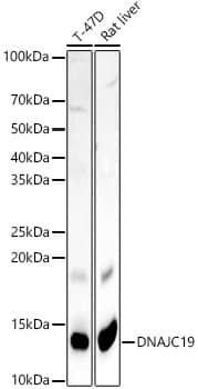 Western Blot: DNAJC19 Antibody [NBP3-38125] - Western blot analysis of various lysates, using DNAJC19 Rabbit pAb at 1:400 dilution.Secondary antibody: HRP-conjugated Goat anti-Rabbit IgG (H+L) at 1:10000 dilution.Lysates/proteins: 25ug per lane.Blocking buffer: 3% nonfat dry milk in TBST.Detection: ECL Basic Kit.Exposure time: 180s.