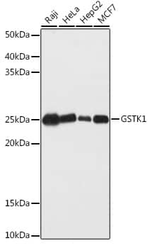 Western Blot: Glutathione S Transferase kappa 1 Antibody [NBP3-38128] - Western blot analysis of various lysates using Glutathione S Transferase kappa 1 Rabbit pAb at 1:1000 dilution.Secondary antibody: HRP-conjugated Goat anti-Rabbit IgG (H+L) at 1:10000 dilution.Lysates/proteins: 25ug per lane.Blocking buffer: 3% nonfat dry milk in TBST.Detection: ECL Basic Kit.Exposure time: 60s.