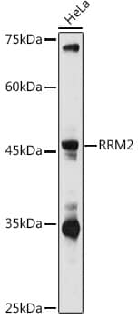 Western Blot: RRM2 Antibody [NBP3-38129] - Western blot analysis of lysates from HeLa cells, using RRM2 Rabbit pAb at 1:1000 dilution.Secondary antibody: HRP-conjugated Goat anti-Rabbit IgG (H+L) at 1:10000 dilution.Lysates/proteins: 25ug per lane.Blocking buffer: 3% nonfat dry milk in TBST.Detection: ECL Basic Kit.Exposure time: 180s.