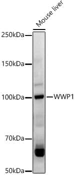 Western Blot WWP1 Antibody - BSA Free
