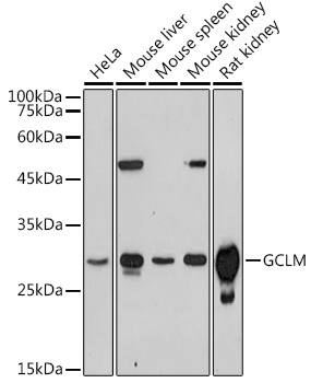 Western Blot: GCLM Antibody [NBP3-38134] - Western blot analysis of various lysates using GCLM Rabbit pAb at 1:1000 dilution.Secondary antibody: HRP-conjugated Goat anti-Rabbit IgG (H+L) at 1:10000 dilution.Lysates/proteins: 25ug per lane.Blocking buffer: 3% nonfat dry milk in TBST.Detection: ECL Basic Kit.Exposure time: 180s.