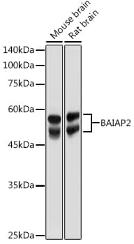Western Blot: BAIAP2 Antibody [NBP3-38136] - Western blot analysis of various lysates using BAIAP2 Rabbit pAb at 1:1000 dilution.Secondary antibody: HRP-conjugated Goat anti-Rabbit IgG (H+L) at 1:10000 dilution.Lysates/proteins: 25ug per lane.Blocking buffer: 3% nonfat dry milk in TBST.Detection: ECL Basic Kit.Exposure time: 1s.