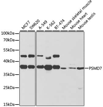 Western Blot: PSMD7 Antibody [NBP3-38137] - Western blot analysis of various lysates using PSMD7 Rabbit pAb at 1:1000 dilution.Secondary antibody: HRP-conjugated Goat anti-Rabbit IgG (H+L) at 1:10000 dilution.Lysates/proteins: 25ug per lane.Blocking buffer: 3% nonfat dry milk in TBST.Detection: ECL Basic Kit.Exposure time: 60s.