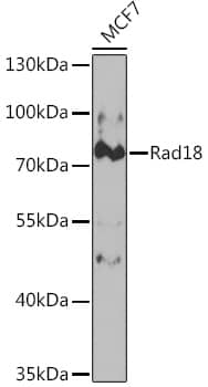 Western Blot: RAD18 Antibody [NBP3-38140] - Western blot analysis of lysates from MCF7 cells, using RAD18 Rabbit pAb at 1:1000 dilution.Secondary antibody: HRP-conjugated Goat anti-Rabbit IgG (H+L) at 1:10000 dilution.Lysates/proteins: 25ug per lane.Blocking buffer: 3% nonfat dry milk in TBST.Detection: ECL Basic Kit.