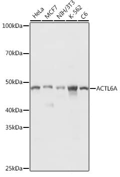 Western Blot: BAF53A Antibody [NBP3-38142] - Western blot analysis of various lysates using BAF53A Rabbit pAb at 1:1000 dilution.Secondary antibody: HRP-conjugated Goat anti-Rabbit IgG (H+L) at 1:10000 dilution.Lysates/proteins: 25ug per lane.Blocking buffer: 3% nonfat dry milk in TBST.Detection: ECL Basic Kit.Exposure time: 1s.