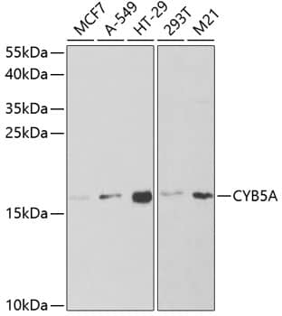 Western Blot: Cytochrome b5 type A Antibody [NBP3-38144] - Western blot analysis of various lysates using Cytochrome b5 type A Rabbit pAb at 1:1000 dilution.Secondary antibody: HRP-conjugated Goat anti-Rabbit IgG (H+L) at 1:10000 dilution.Lysates/proteins: 25ug per lane.Blocking buffer: 3% nonfat dry milk in TBST.Detection: ECL Basic Kit.Exposure time: 120s.