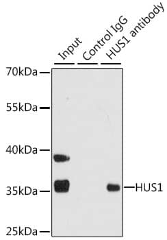 Immunoprecipitation: HUS1 Antibody [NBP3-38146] - Immunoprecipitation analysis of 200 ug extracts of 293T cells using HUS1 antibody. Western blot was performed from the immunoprecipitate using HUS1 antibody at a dilution of 1:1000.