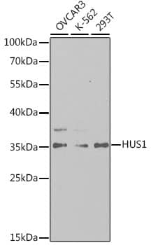 Western Blot: HUS1 Antibody [NBP3-38146] - Western blot analysis of various lysates using HUS1 Rabbit pAb at 1:1000 dilution.Secondary antibody: HRP-conjugated Goat anti-Rabbit IgG (H+L) at 1:10000 dilution.Lysates/proteins: 25ug per lane.Blocking buffer: 3% nonfat dry milk in TBST.Detection: ECL Basic Kit.Exposure time: 180s.