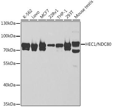 Western Blot: NDC80 Antibody [NBP3-38149] - Western blot analysis of various lysates using NDC80 Rabbit pAb at 1:1000 dilution.Secondary antibody: HRP-conjugated Goat anti-Rabbit IgG (H+L) at 1:10000 dilution.Lysates/proteins: 25ug per lane.Blocking buffer: 3% nonfat dry milk in TBST.Detection: ECL Basic Kit.Exposure time: 60s.