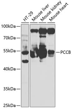 Western Blot: PCCB Antibody [NBP3-38150] - Western blot analysis of various lysates, using PCCB Rabbit pAb at 1:2000 dilution.Secondary antibody: HRP-conjugated Goat anti-Rabbit IgG (H+L) at 1:10000 dilution.Lysates/proteins: 25ug per lane.Blocking buffer: 3% nonfat dry milk in TBST.Detection: ECL Basic Kit.Exposure time: 60s.