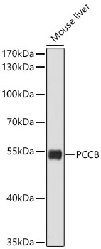 Western Blot: PCCB Antibody [NBP3-38150] - Western Blot analysis of lysates from Mouse liver using PCCB Rabbit pAb at 1:2000 dilution.Secondary antibody: HRP-conjugated Goat anti-Rabbit IgG (H+L) at 1:10000 dilution.Lysates/proteins: 25 ug per lane.Blocking buffer: 3% nonfat dry milk in TBST.Detection: ECL Basic Kit.Exposure time: 30s.