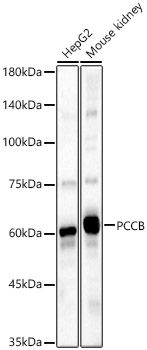 Western Blot: PCCB Antibody [NBP3-38150] - Western Blot analysis of various lysates, using PCCB Rabbit pAb at 1:2000 dilution.Secondary antibody: HRP-conjugated Goat anti-Rabbit IgG (H+L) at 1:10000 dilution.Lysates/proteins: 25ug per lane.Blocking buffer: 3% nonfat dry milk in TBST.Detection: ECL Basic Kit.Exposure time: 60s.