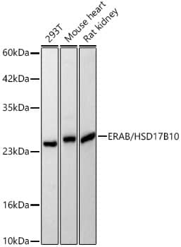 Western Blot: ERAB Antibody [NBP3-38154] - Western Blot analysis of various lysates using ERAB Rabbit pAb at 1:1000 dilution. Secondary antibody: HRP Goat Anti-Rabbit IgG (H+L) at 1:10000 dilution. Lysates / proteins: 25 ug per lane. Blocking buffer: 3 % nonfat dry milk in TBST. Detection: ECL Basic Kit. Exposure time: 10s.