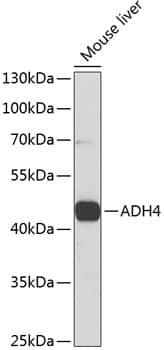 Western Blot: alcohol dehydrogenase 4 Antibody [NBP3-38155] - Western blot analysis of lysates from mouse liver, using alcohol dehydrogenase 4 Rabbit pAb at 1:1000 dilution.Secondary antibody: HRP-conjugated Goat anti-Rabbit IgG (H+L) at 1:10000 dilution.Lysates/proteins: 25ug per lane.Blocking buffer: 3% nonfat dry milk in TBST.