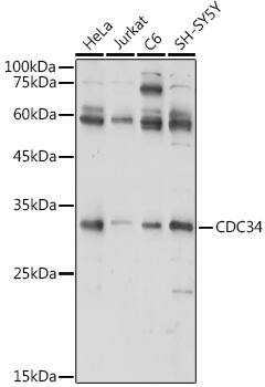 Western Blot: UBE2R1/CDC34 Antibody [NBP3-38156] - Western blot analysis of various lysates using UBE2R1/CDC34 Rabbit pAb at 1:1000 dilution.Secondary antibody: HRP-conjugated Goat anti-Rabbit IgG (H+L) at 1:10000 dilution.Lysates/proteins: 25ug per lane.Blocking buffer: 3% nonfat dry milk in TBST.Detection: ECL Basic Kit.Exposure time: 30s.