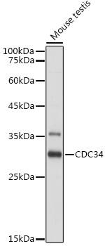 Western Blot: UBE2R1/CDC34 Antibody [NBP3-38156] - Western blot analysis of lysates from Mouse testis, using UBE2R1/CDC34 Rabbit pAb at 1:1000 dilution.Secondary antibody: HRP-conjugated Goat anti-Rabbit IgG (H+L) at 1:10000 dilution.Lysates/proteins: 25ug per lane.Blocking buffer: 3% nonfat dry milk in TBST.Detection: ECL Basic Kit.Exposure time: 1s.