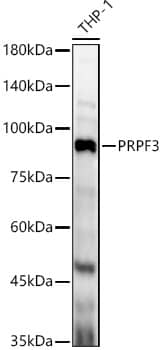 Western Blot PRPF3 Antibody