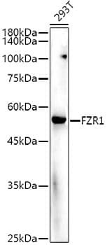 Western Blot: FZR1/CDH1 Antibody [NBP3-38164] - Western blot analysis of lysates from 293T cells, using FZR1/CDH1 Rabbit pAb at  1:500 dilution.Secondary antibody: HRP-conjugated Goat anti-Rabbit IgG (H+L) at 1:10000 dilution.Lysates/proteins: 25ug per lane.Blocking buffer: 3% nonfat dry milk in TBST.Detection: ECL Enhanced Kit.Exposure time: 180s.