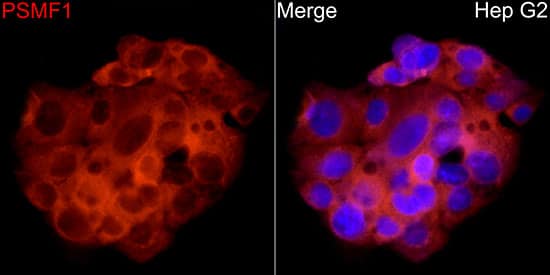 Immunocytochemistry/ Immunofluorescence PSMF1 Antibody - BSA Free
