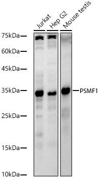 Western Blot: PSMF1 Antibody [NBP3-38166] - Western Blot analysis of various lysates, using PSMF1 Rabbit pAb at 1:500 dilution.Secondary antibody: HRP-conjugated Goat anti-Rabbit IgG (H+L) at 1:10000 dilution.Lysates/proteins: 25ug per lane.Blocking buffer: 3% nonfat dry milk in TBST.Detection: ECL Basic Kit.Exposure time: 90s.