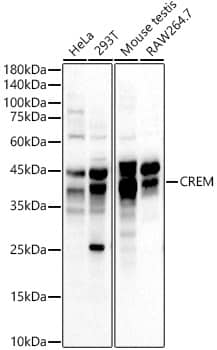 Western Blot: CREM Antibody [NBP3-38171] - Western blot analysis of various lysates, using CREM Rabbit pAb at  1:500 dilution.Secondary antibody: HRP-conjugated Goat anti-Rabbit IgG (H+L) at 1:10000 dilution.Lysates/proteins: 25ug per lane.Blocking buffer: 3% nonfat dry milk in TBST.Detection: ECL Basic Kit.Exposure time: 60s.